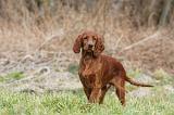 SETTER IRLANDAIS 227